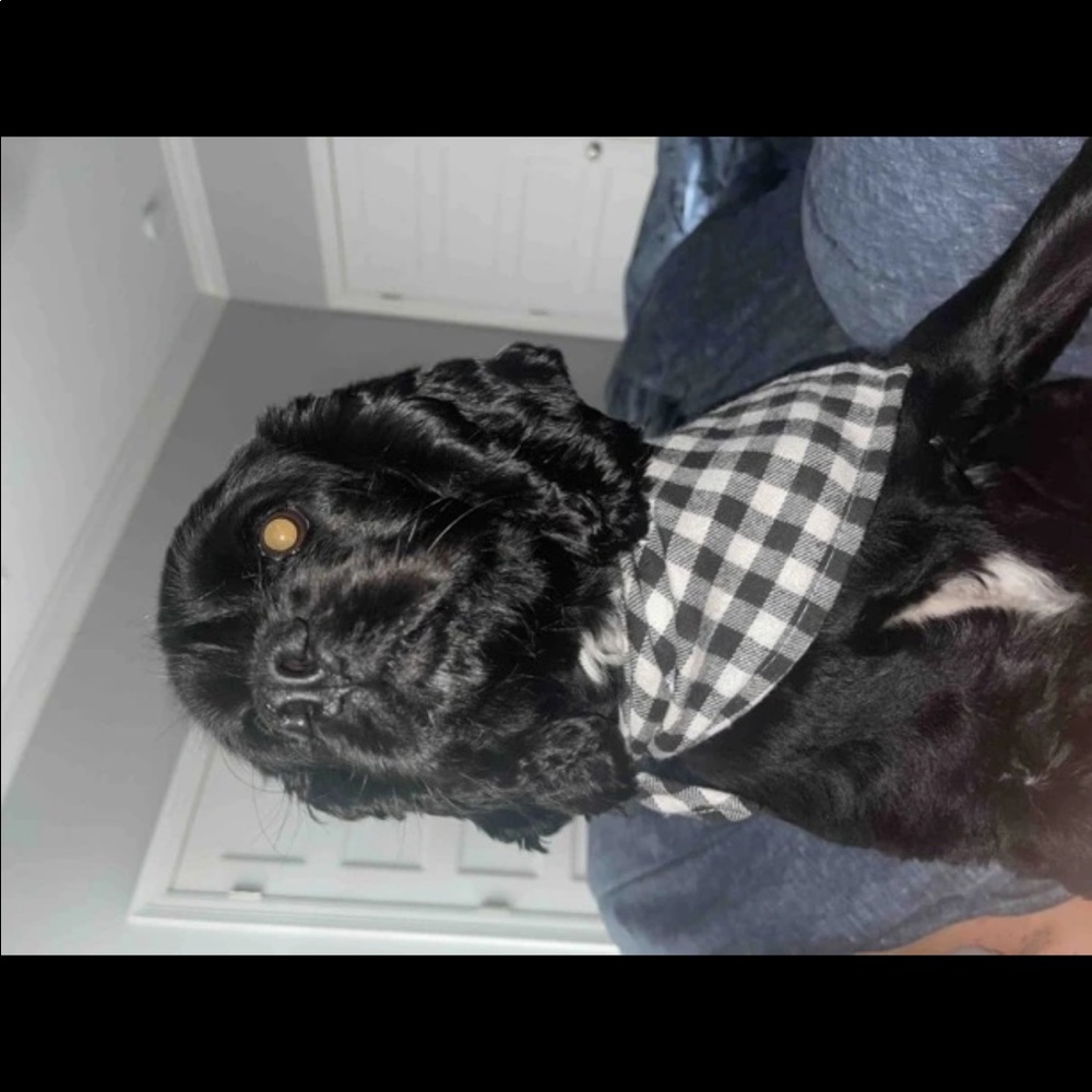 PET BANDANA - Picture 14 of 16